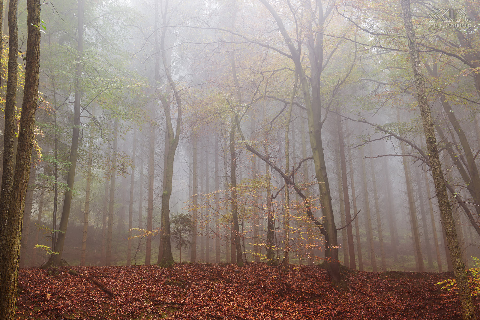 Herfst in de Oostkantons - Höegne Herfstfoto’s van de prachtige regio rondom Malmedy in de Belgische Ardennen. De wonderlijke herfstkleuren in de bossen van de vallei van de Hoëgne.<br />
 Stefan Cruysberghs